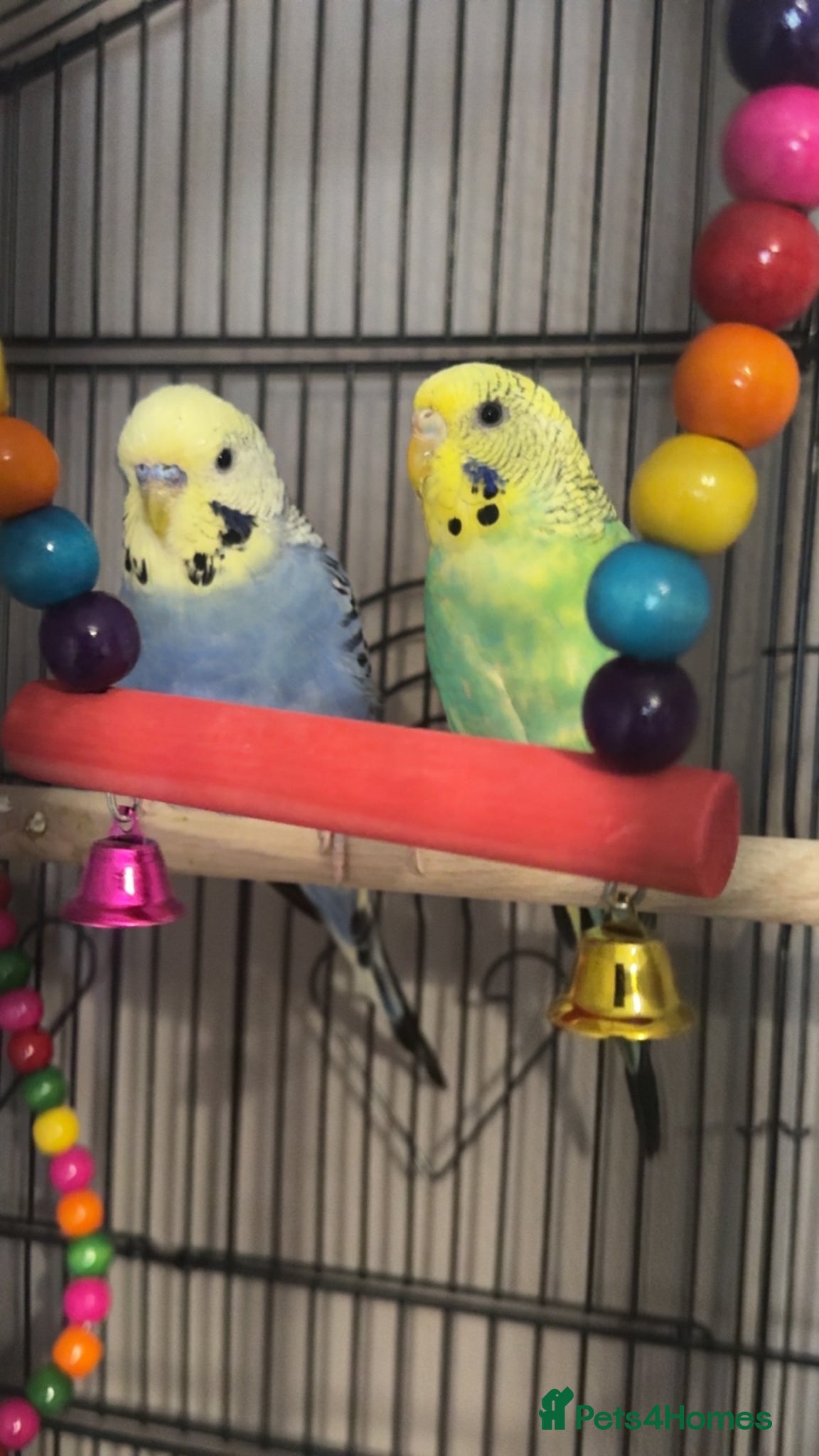 Budgerigars birds 2 very loved budgies - Advert 1