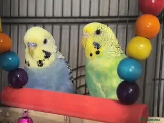 Budgerigars birds 2 very loved budgies - Advert 2