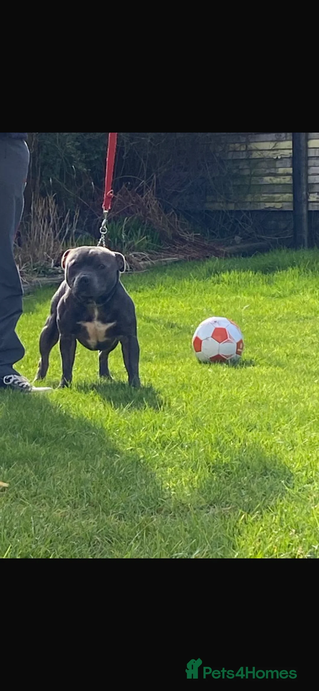 Staffordshire Bull Terrier dogs for stud: Up For Stud For A Limited Amount Of Time  - Advert 2