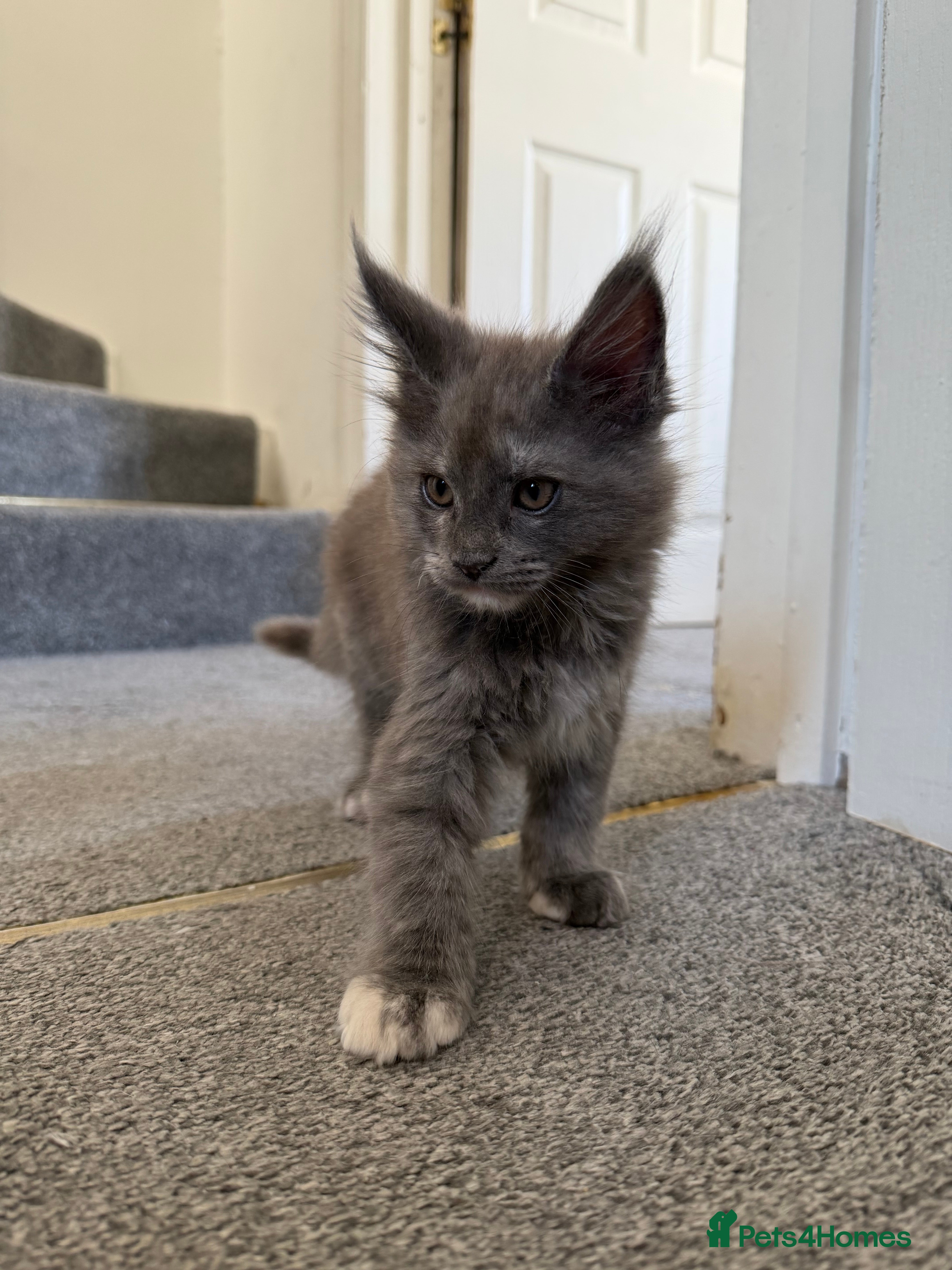 Maine Coon cats Maine Coon kittens - Advert 6