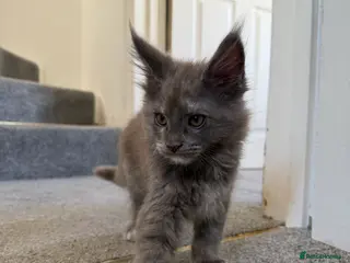 Maine Coon cats Maine Coon kittens - Advert 6