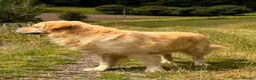 Golden Retriever dogs for sale: Golden Retriever Puppies For Sale  - Advert 6