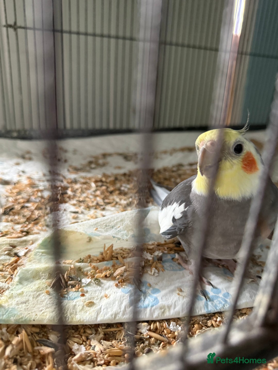 Cockatiels birds for sale: Very talkative cockatiel  - Image 1