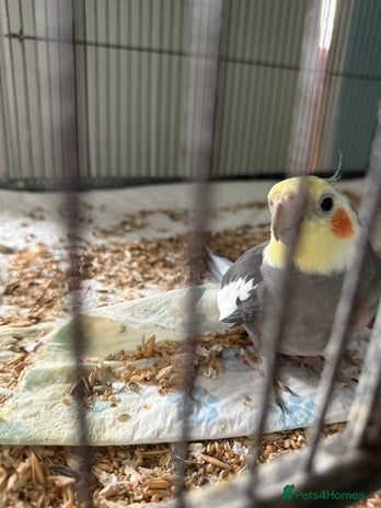 Cockatiels birds - Advert 2