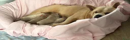 Mixed Breed dogs for sale: French chow puppies  - Advert 1
