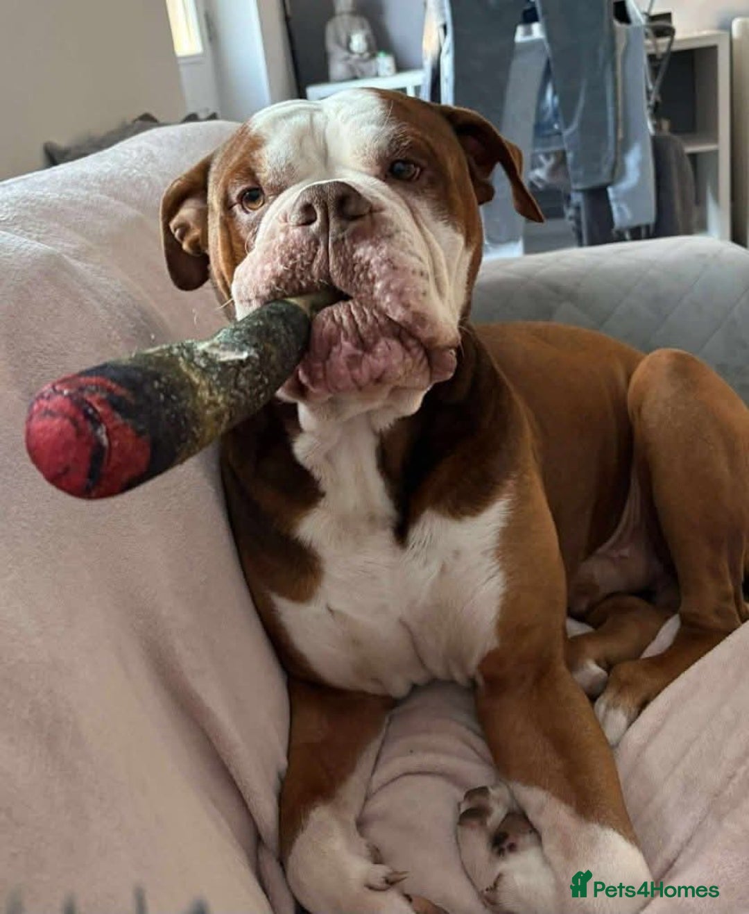 Mixed Breed dogs for adoption: Meet Tyson, currently residing in Hertfordshire  - Advert 10