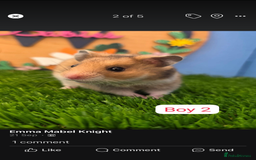 Hamster rodents for sale: Syrian Hamster Babies Pedigree Baby Male Female - Image 7