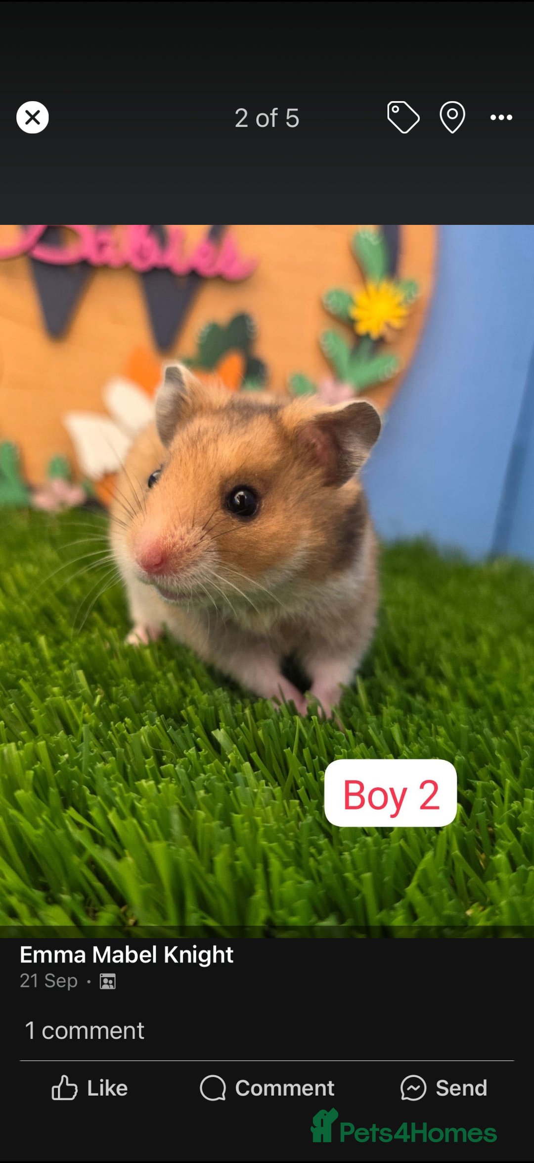 Hamster rodents for sale: Syrian Hamster Babies Pedigree Baby Male Female - Image 7