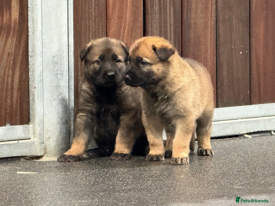 German Shepherd dogs for sale: Part of our family ♥️ - Image 4