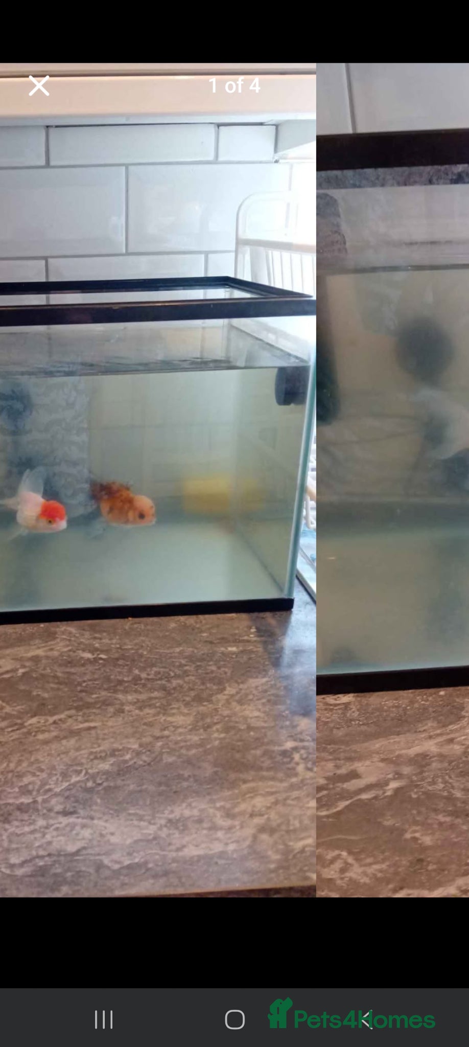 Fancy Goldfish fish for sale: 2fancy goldfish - Advert 1