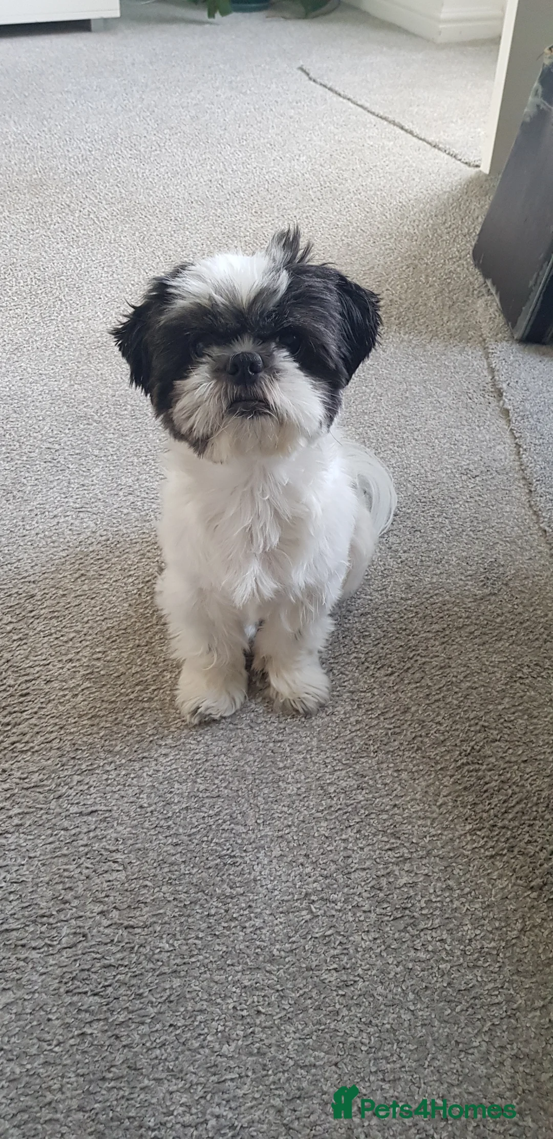 Shih Tzu dogs for stud: Boy for stud  - Advert 2