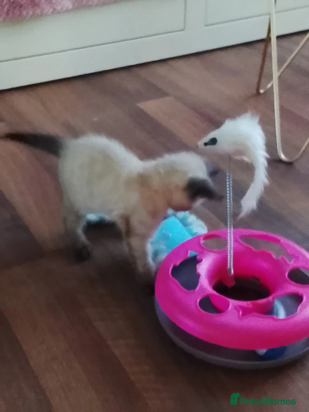 Siamese cats for sale: (1 Left)beautiful Kitten Lokking forever Home 🏡❤️ - Advert 12