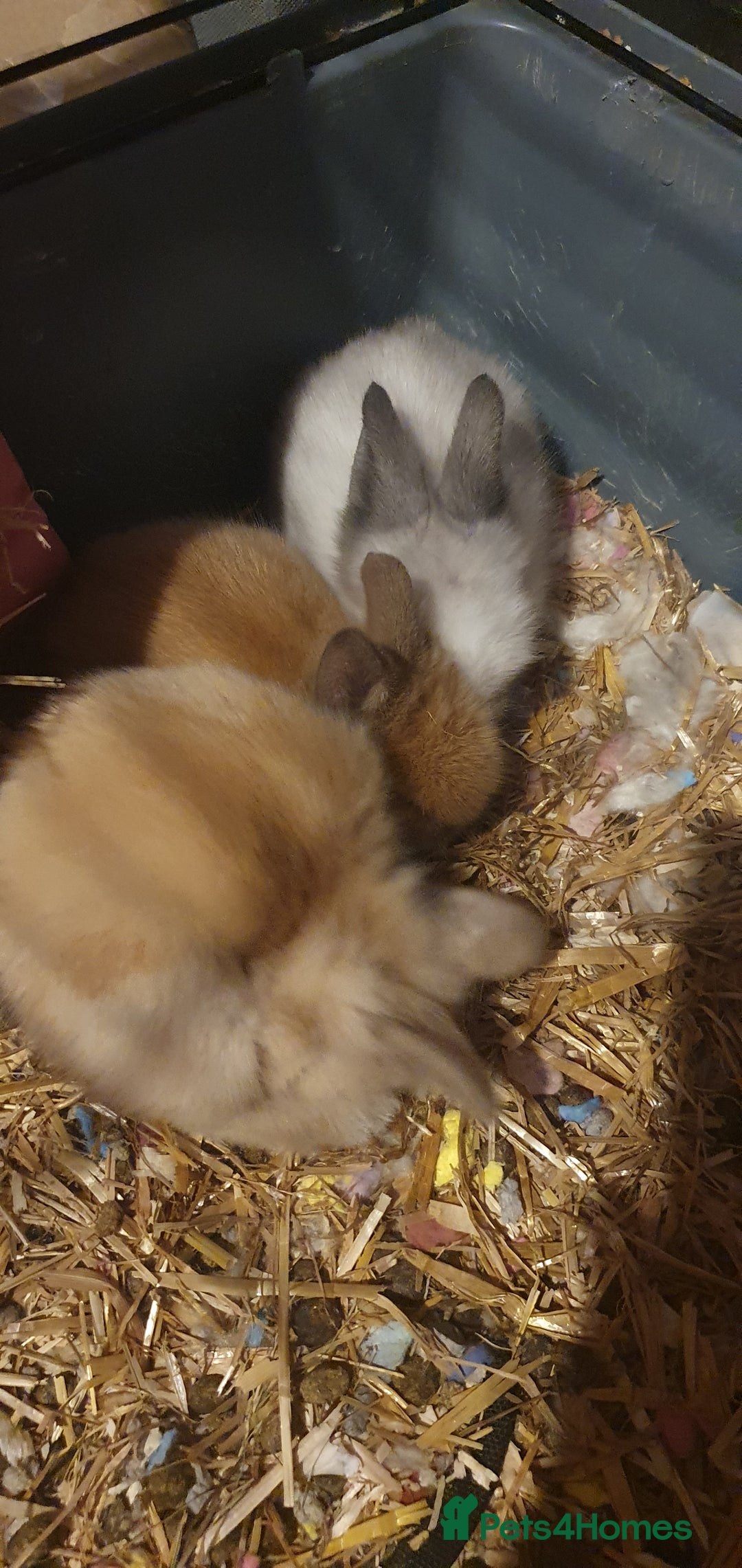 Lionhead rabbits for sale: Double main lionheads - Advert 1