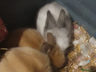 Lionhead rabbits Double main lionheads - Advert 1