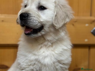 Golden Retriever dogs Extensively Health Tested & Kids Best friends - Advert 4