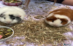 Guinea Pig rodents for sale: Four female guinea pigs and hutch for sale - Image 1