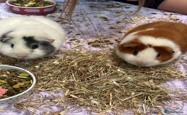 Guinea Pig rodents - Advert 3