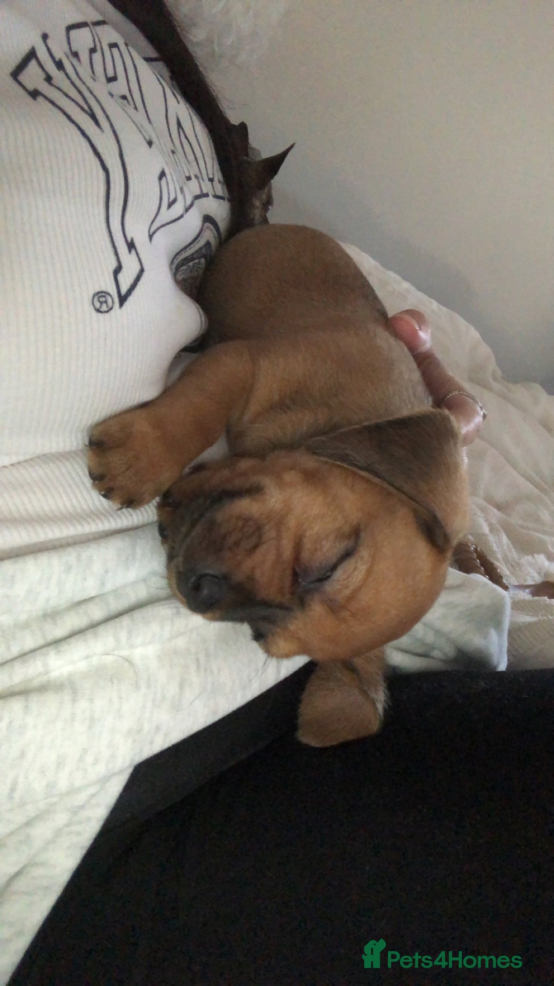 Mixed Breed dogs for sale: dachshund puppies READY TO GO  in Nelson - Image 16