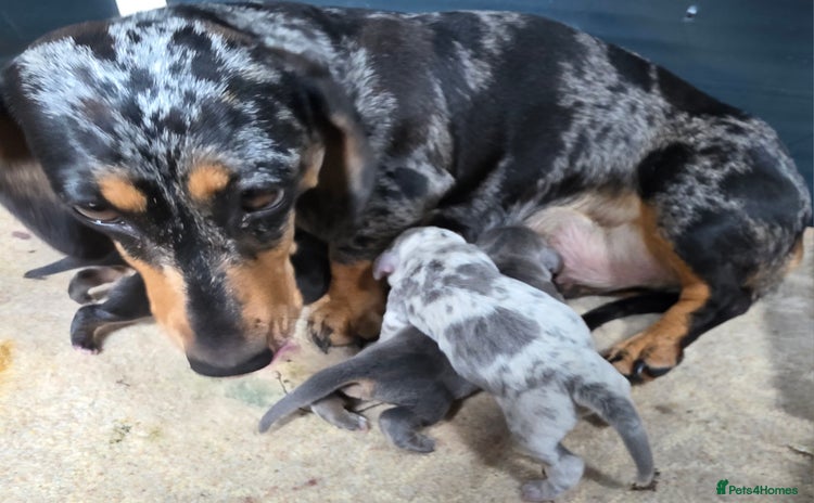 Miniature Dachshund dogs - Advert 1