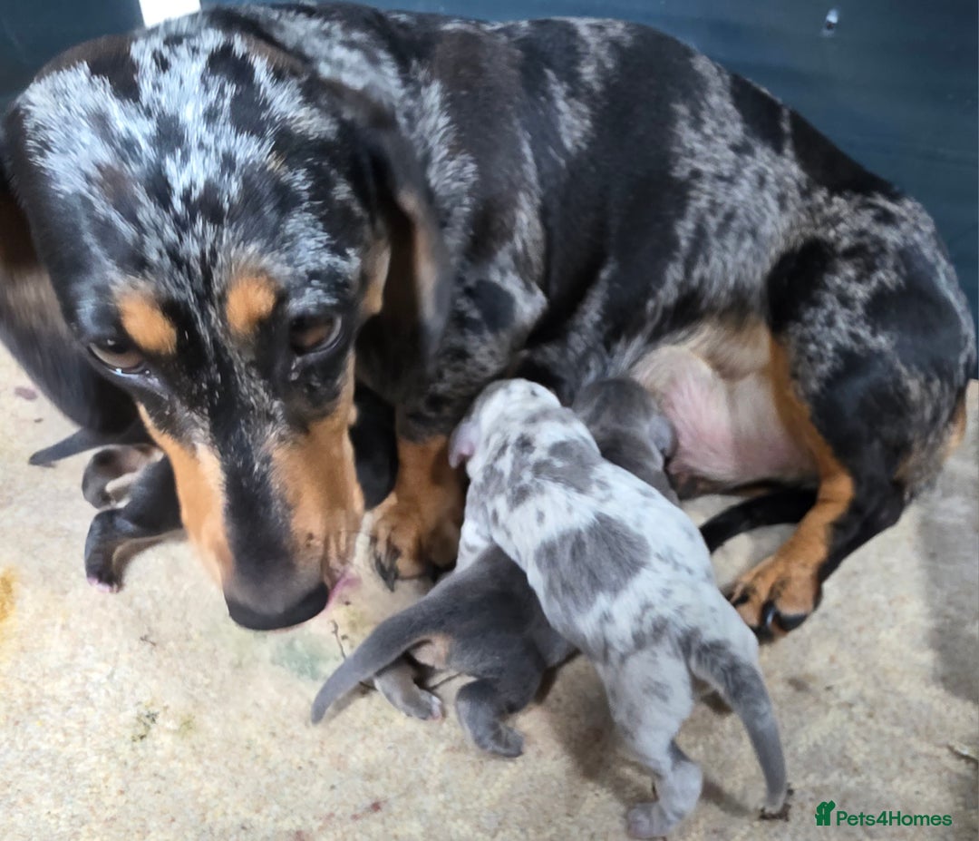 Miniature Dachshund dogs for sale: Miniature smooth dachshund  - Image 1