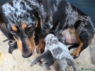 Miniature Dachshund dogs - Advert 19