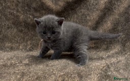 British Shorthair cats for sale: Gorgeous GCCF registered BSH last girl available  - Image 4