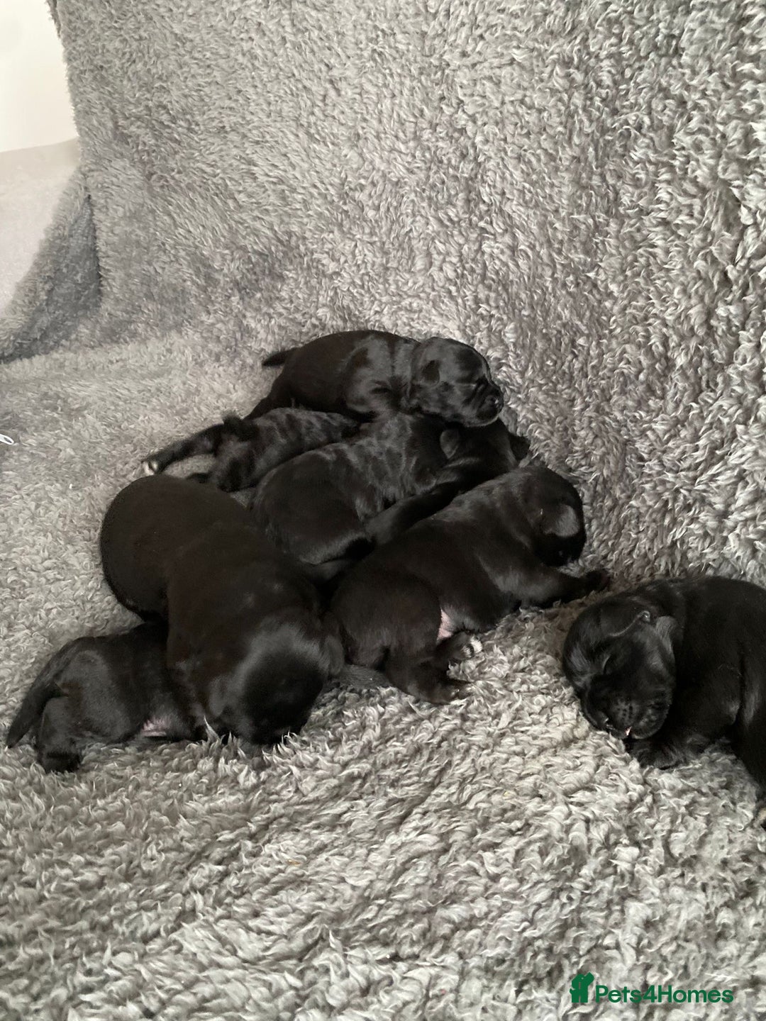 Miniature Schnauzer dogs for sale: KC MAC Quality Black Miniature schnauzers  - Advert 11