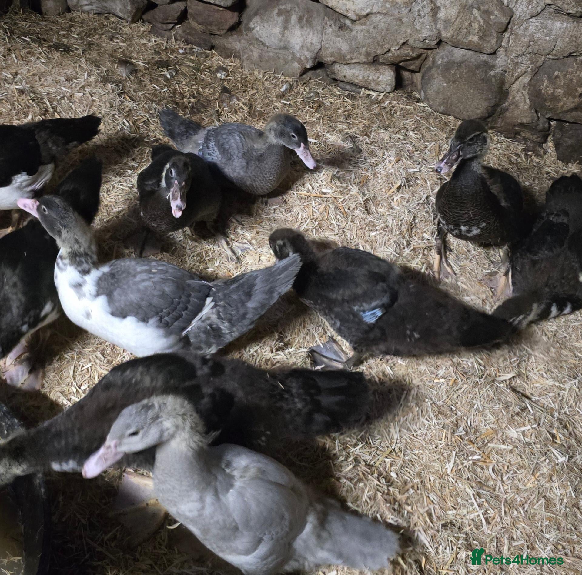 Ducks poultry Beautiful muscovy ducklings  - Advert 6