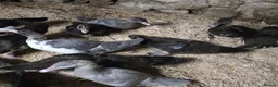 Ducks poultry for sale: Beautiful muscovy ducklings  - Advert 1