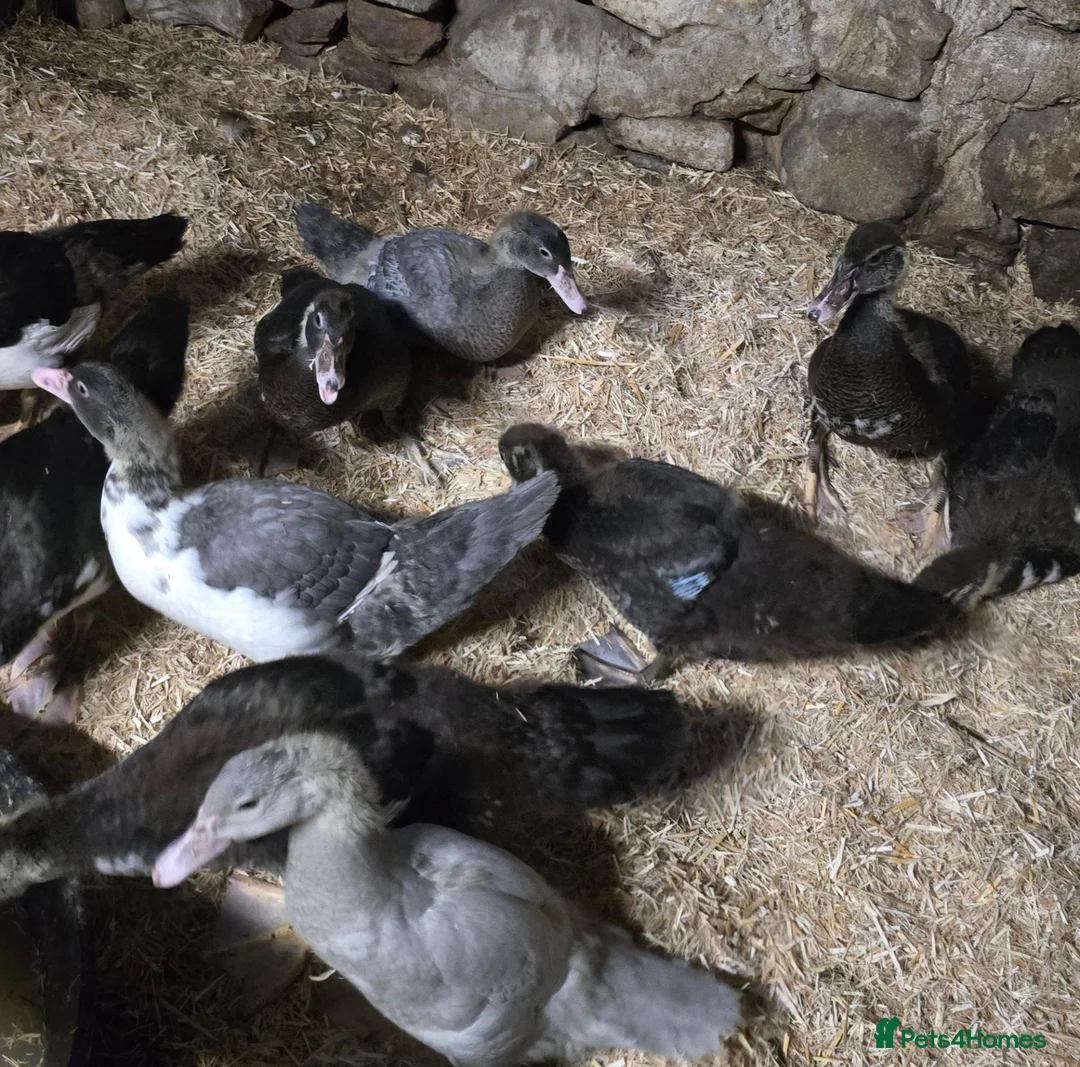 Ducks poultry for sale: Beautiful muscovy ducklings  - Advert 1