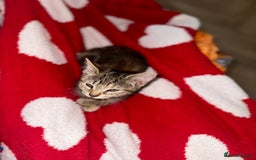 Mixed Breed cats for sale: Pretty little girls  - Image 28