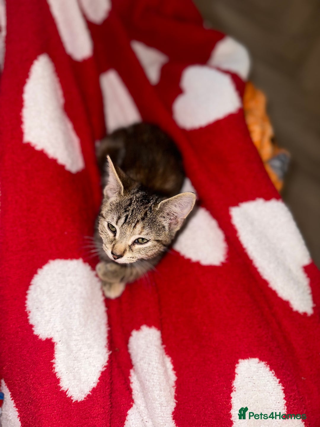 Mixed Breed cats for sale: Pretty little girls  - Image 28