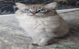 Ragdoll cats for sale: True to type, pure Ragdolls Kittesn - Image 13