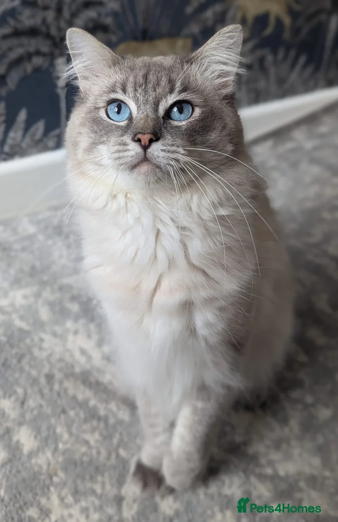 Ragdoll cats for sale: True to type, pure Ragdolls Kittesn - Image 13