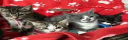 British Shorthair cats for sale: Beautiful Kittens for sale - Advert 2