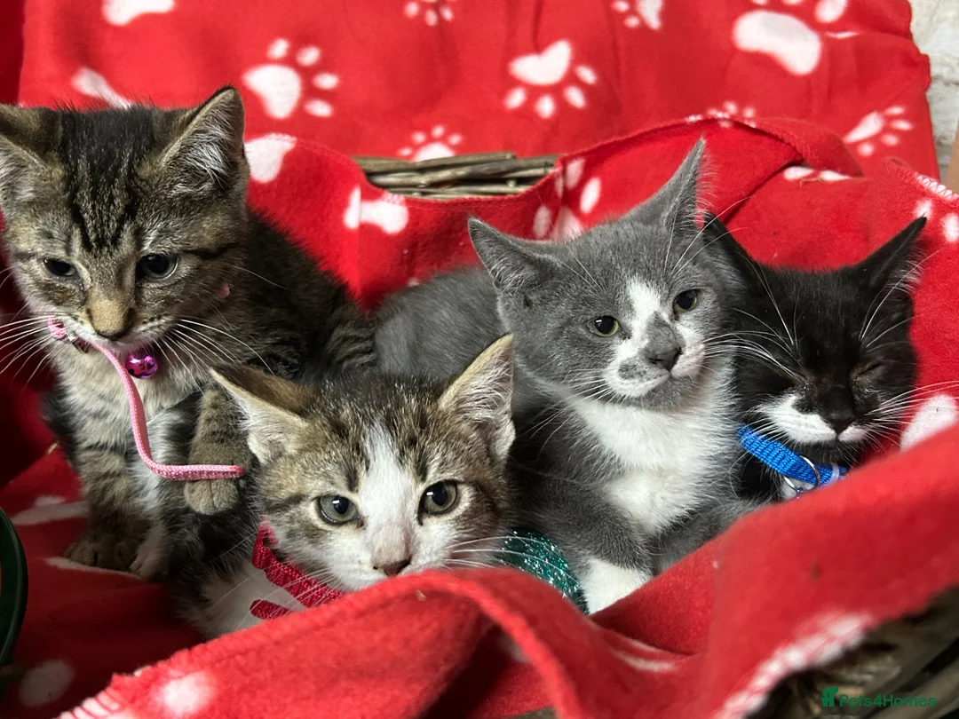 British Shorthair cats for sale: Beautiful Kittens for sale - Advert 2