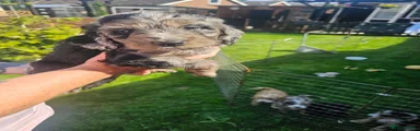Cockapoo 1