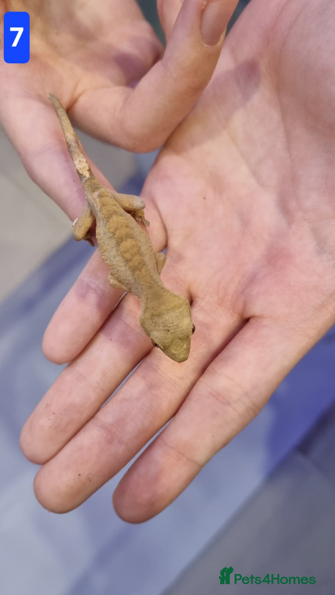 Gecko reptiles for sale: Baby crested geckos - Advert 7