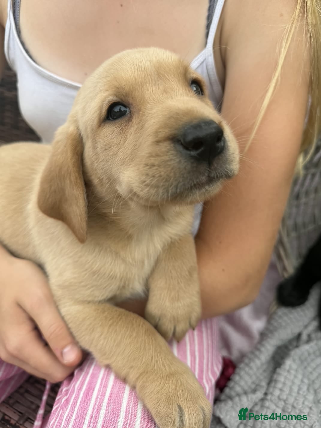 Labrador Retriever dogs FAMILY RAISED KC LABRADORS - Advert 1