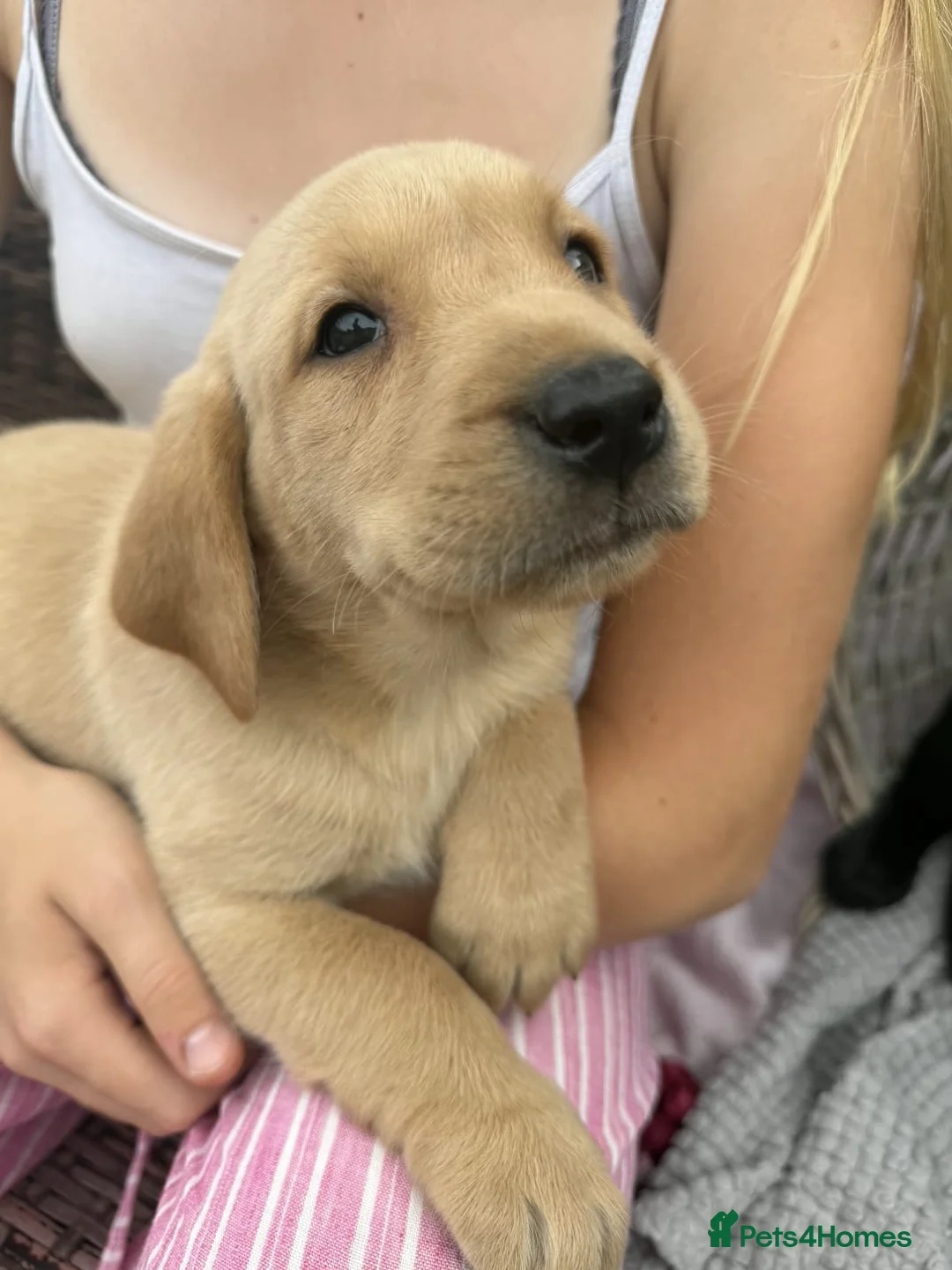 Labrador Retriever dogs for sale: FAMILY RAISED KC LABRADORS in Peterborough - Advert 1