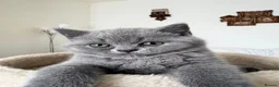 British Shorthair cats for sale:  3 blue Britishshorthair kittens girls for sale  - Advert 3