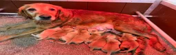 Golden Retriever dogs for sale: Outstanding golden retriever pups 🐶 - Advert 21