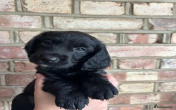 Cockapoo dogs for sale: Exceptional cockapoo pups- 1 Boy, 1 Girl left!! - Image 40