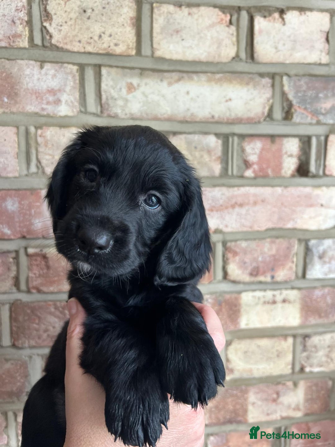 Cockapoo dogs for sale: Exceptional cockapoo pups- 1 Boy, 1 Girl left!! - Image 40