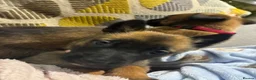 Belgian Shepherd Dog dogs for sale: Trainer realised Malinois , Belgian shepherd  - Advert 3
