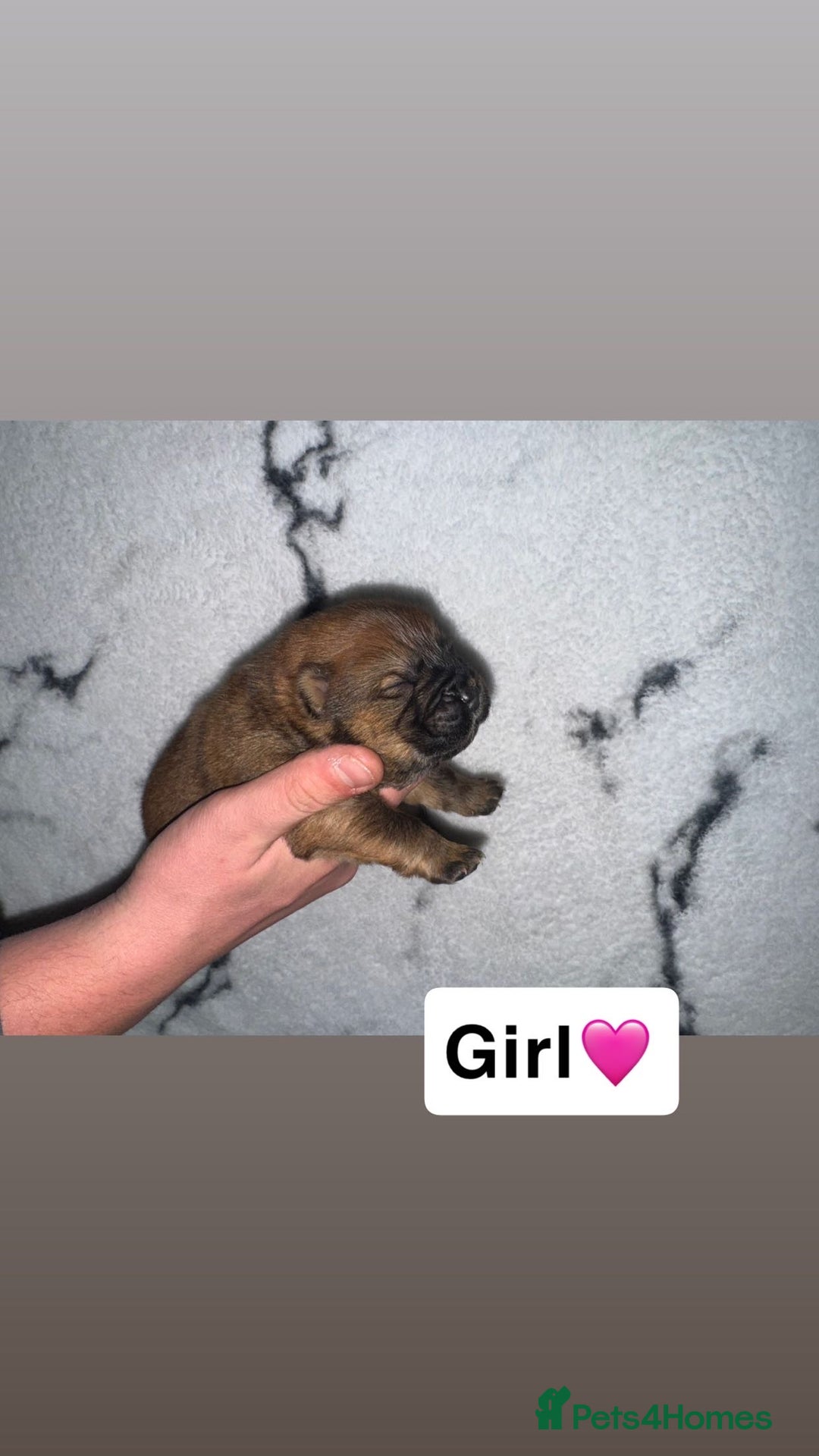 Chow Chow dogs for sale: Chow chow puppies - Image 3