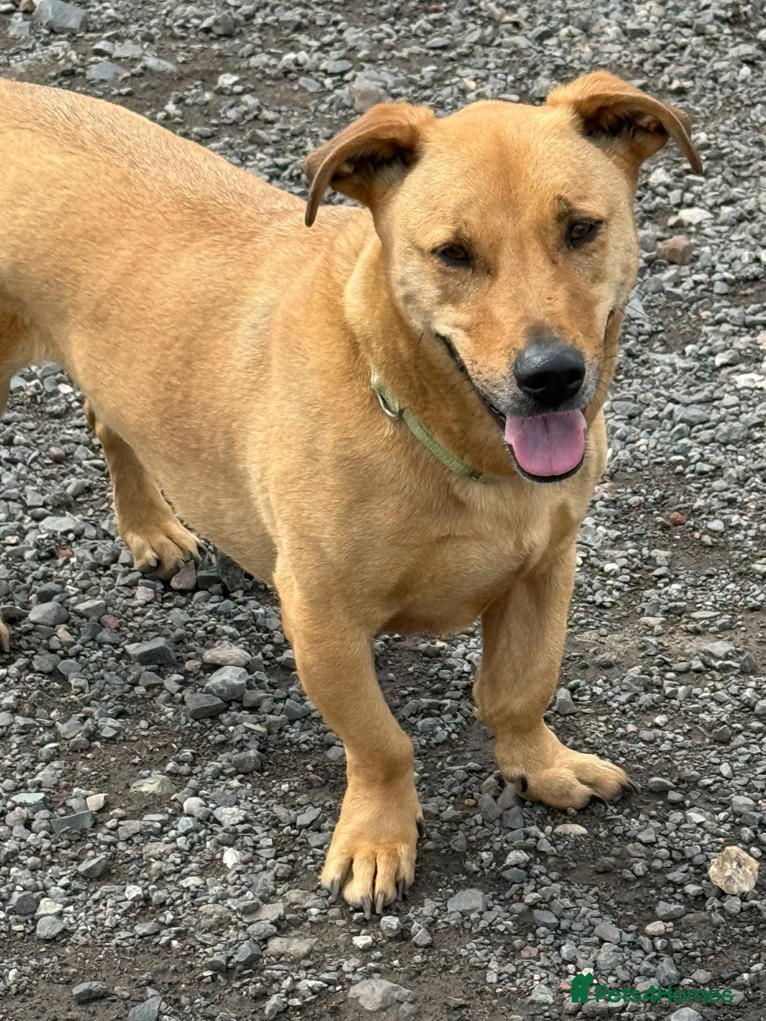 Mixed Breed dogs for adoption: Stevie 💙 - Advert 8