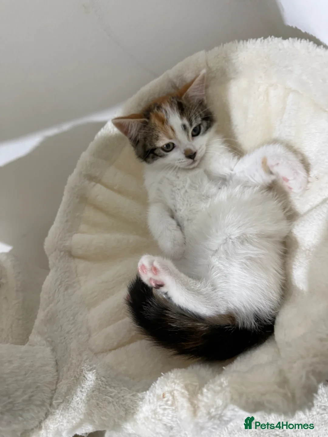 Mixed Breed cats for sale: A Calico female Kitten  - Advert 8