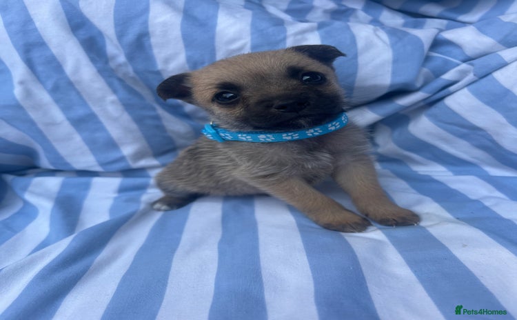 Mixed Breed dogs - Advert 1
