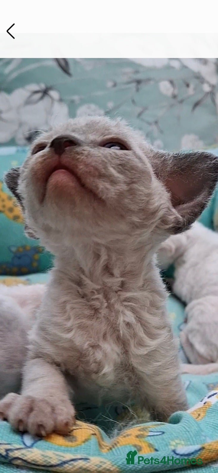 Devon Rex cats Pedigree Devon Rex Kittens - Advert 10